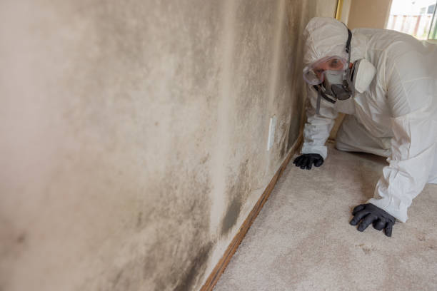 Why You Should Choose Our Mold Remediation Services in Coldstream, OH